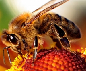 Biológia včiel