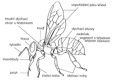 Anatómia včely